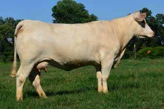 Lot 51A-Polled Heifer calf, born: 3-4-17, sired by Big Creek Game Changer 192 PET Presented by Windy Hill Charolais Lot 52 WCR Sir Duke 7340 MBS MS BIG BEN 319 501 52 12/22/2014 F1207634 Polled LT