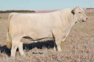 LT WYOMING WIND 4020 PLD BIG CREEK ANGEL P -8.1 3.6 43 73 4-0.4 25 1.3 211.80 Bred AI 5-13-17 to CCC WC Resource 417 P and PE WC Milestone 5223 P from 6-8-17 to 7-30-17.