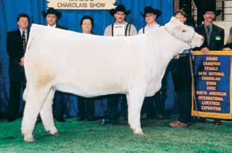 5 Bred AI 5-24-17 to CCC WC Resource 417 P and PE WC Milestone 5223 P from 6-15-17 to 7-30-17. Lot 59A-Polled Bull calf #E12, born: 3-18-17 sired by TR Mr Diablo 2742Z ET.