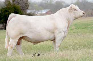 CLASSIC ALI W177 0.9 2.2 32 46-1 4.3 15 0.9 180.32 PE WC Milestone 5223 P from 6-8-17 to 7-30-17. Lot 62A-Polled Bull calf #E13, born: 3-22-17 sired by WC Double Up 4128 P ET.
