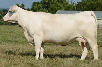 Wild Indian Acres - Spring Cow/calf Pairs Lot 66 VCR MISS VALUE 0139 P 67 3/17/2010 F1121895 Polled LT POLLED VALUE 9089 WCR PRIME CUT 764 PLD EATONS TRUEVALUE 1026 LT UNLIMITED MAID 7184 P M628479