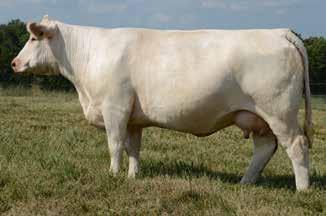 Lot 69 CCF MISS DUKE'S TRADITION 1301 70 2/7/2013 F1169912 Polled WCR SIR TRADITION5056ETP WCR SIR TRADITION 066 WCR SIR TRADITION 8073 P JWK MARY J137 ET M769502 VPI MISS PROMISE 414 PET VCR SIR