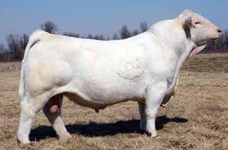 Wild Indian Acres - Spring Cow/calf Pairs LWF SERENITY 10611 71 10/6/2011 EF1198064 Polled CJC ILLUSION N111 LHD PERFECT ALI G1312 ET BHD REALITY T3136 P CJC MS PRODUCTIVE K1645 M762026 MD MS