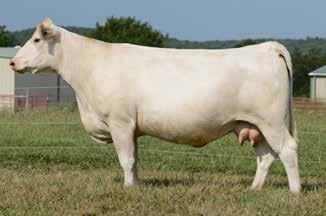 LHD MS CIGAR J160 0.1 1.7 28 55 8 3.1 22 0.9 194.80 PE WC Milestone 5223 P from 6-8-17 to 7-30-17. Lot 71A-Polled Heifer calf #E24, born: 5-22-17 sired by GG Mr Long Distance 1504.