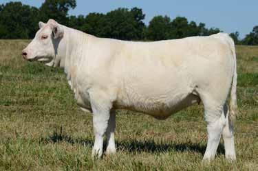 ET Show & Br od Cow Prospects - The Golden Girls WIA MS SOPHIA E01 P ET 1 1/28/2017 EF1238064 Polled 2 WIA MS DORTHY E02 P ET 1/30/2017 EF1238066 Polled 3