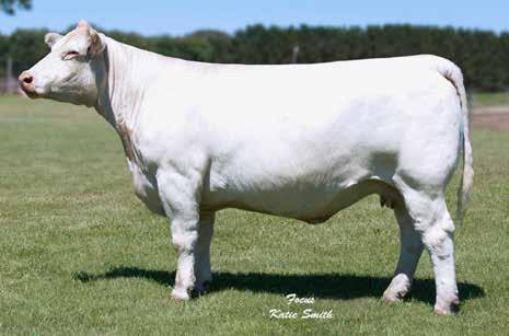 3 15 0.9 196.80 She is also bred in the purple and another daughter of the our highly successful herd sire TR Mr Diablo 2742Z that has progeny winning shows all over the Midwest.