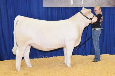 JES MS HI YIELD K31 4-L UNLIMITED YL13POLLED JES MS ADVANTAGE D411-4.6 2.9 28 51 16-0.9 30 1.0 191.19 PE from 5-15-17 to 7-10-17 to WCR Sir Kingsbury 568P.
