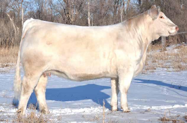 She is the dam of the highly respected TR Mr Wrangle Up 2502, the high-selling bull in the 2013 Thomas Ranch Bull Sale. He has sired many power bulls across the U.S. Her maternal dam #5604R has equally been a top end producer of winners and high-sellers.