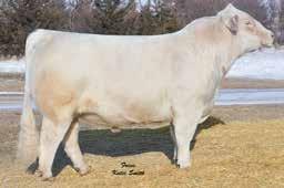 In only a short time embryos have been produced 5 to 8 at a time sired by KC Design, Turton and Rhinestone.
