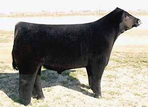 5 17 0.0 188.36 Bred AI 4-21-17 to WC Milestone 5223 P This thick made donor has been a champion in her production here at Wild Indian Acres.