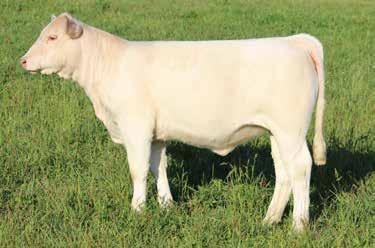 Her dam was purchased out of Canada after a highly successful show career. Her first bull calf born well before her second birthday on 9-9-13 had an adj. weaning weight of 847 lbs.