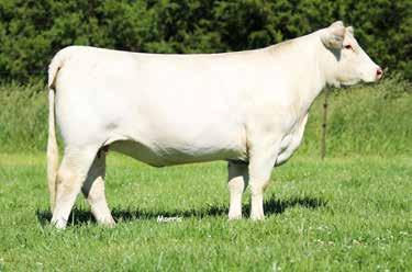 PET ORR'S MS SUSIE 327-0.6 1.2 31 55 22-1.1 37 1.0 197.83 Bred AI 1-13-17 to LT Ledger 0332 P. Safe in calf. Maurice Orr has long been noted for maternal power cows and this great cow is no exception.