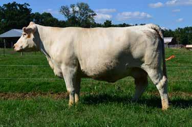 She has produced three herd sires that had weaning weights of 722, 775 & 745 lbs. One bull topped the Houston All Breeds Bull Sale at $15,000 and another one sold for $9,000.
