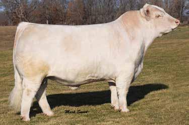 Lot 14A-Polled Heifer calf #694, born: 10-26-16, BW: 83, sired by LT Ledger 0332 P.