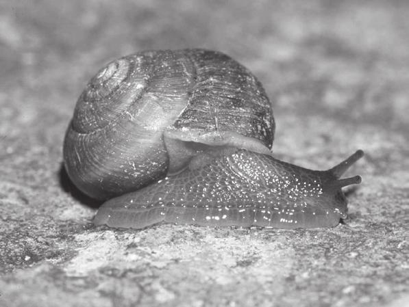 BFL: ACID RAIN STUDY Prey Field Guide Snails Description: Snails are gastropods with hard, external shells.