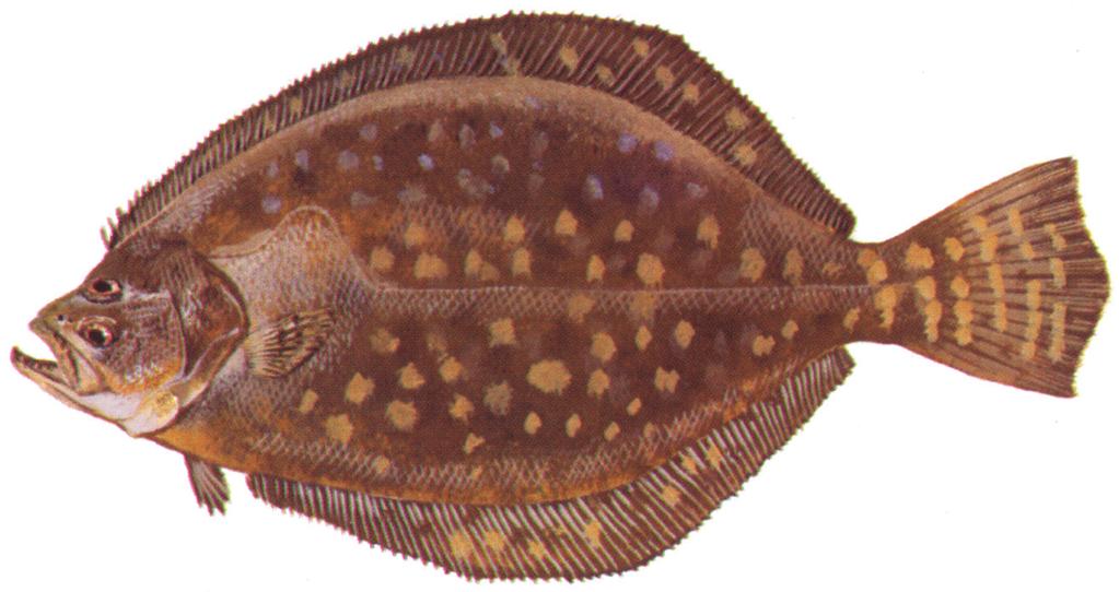 This dark brown coloration allows the flounder to blend into its environment on the sandy and sometimes muddy bottom of the shallow waters in the Gulf of Mexico.
