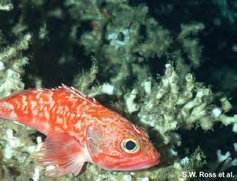 S O U T H A T L A N T I C F I S H E R Y M A N A G E M E N T C O U N C I L 4 blackbelly rosefish school of anthiids golden tilefish Why do MPAs Work to Protect Deepwater Species?