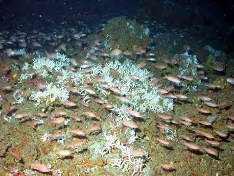 s s Deepwater species are slow-growing and some have complex life histories.