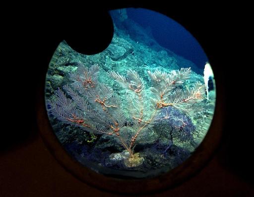 Researcher Sonia Rowley logs coral samples taken from deep ocean seamounts during an expedition to Deep sea coral is seen through an observation window of unexplored underwater volcanoes off the