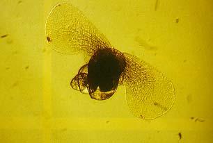 planktonic larval stage of