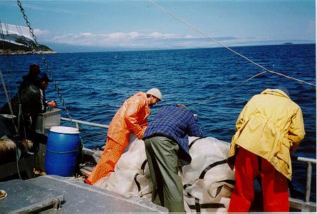 Fisheries Scientists Participate in Harvesting