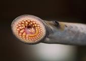 Increase commitment to GLFC under a binational agreement for Sea Lamprey
