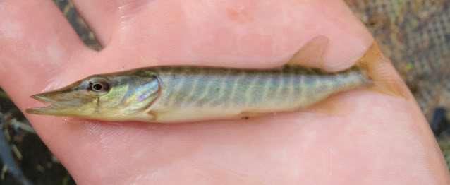 Juvenile Studies To date attempts to capture juvenile Northern Pike in the Columbia have been unsuccessful Our telemetry research will aim to