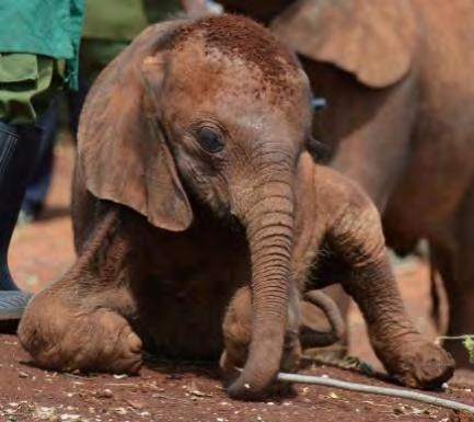 This afternoon at 5 pm we will try to arrange to visit our baby elephants (I