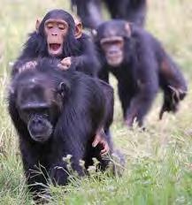 The aim: to provide lifelong refuge to orphaned and abused chimpanzees