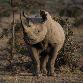Ol Pejeta is home to three of the world s last remaining three northern white rhinos,