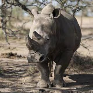 The Conservancy employs highly trained rhino protection squads, partners with