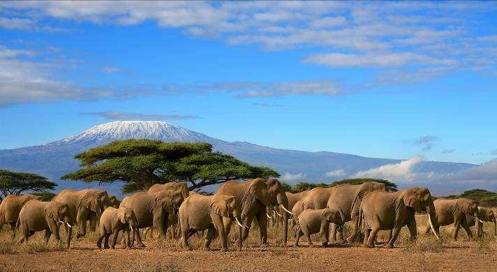 3-DAY OPTIONAL PRE-EXTENSION TO AMBOSELI NATIONAL PARK DAYS 1/2 ~ FRIDAY/SATURDAY ~ NOVEMBER 6/7 PORTLAND/WASHINGTON, DC/EN ROUTE Your journey begins as you board your flight to Washington, D.C. Arrive to D.