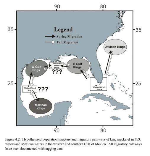 Figure 6. SEDAR 16 King Mackerel Data Workshop- Life History group s depiction of Atlantic and Gulf stock migratory behavior.
