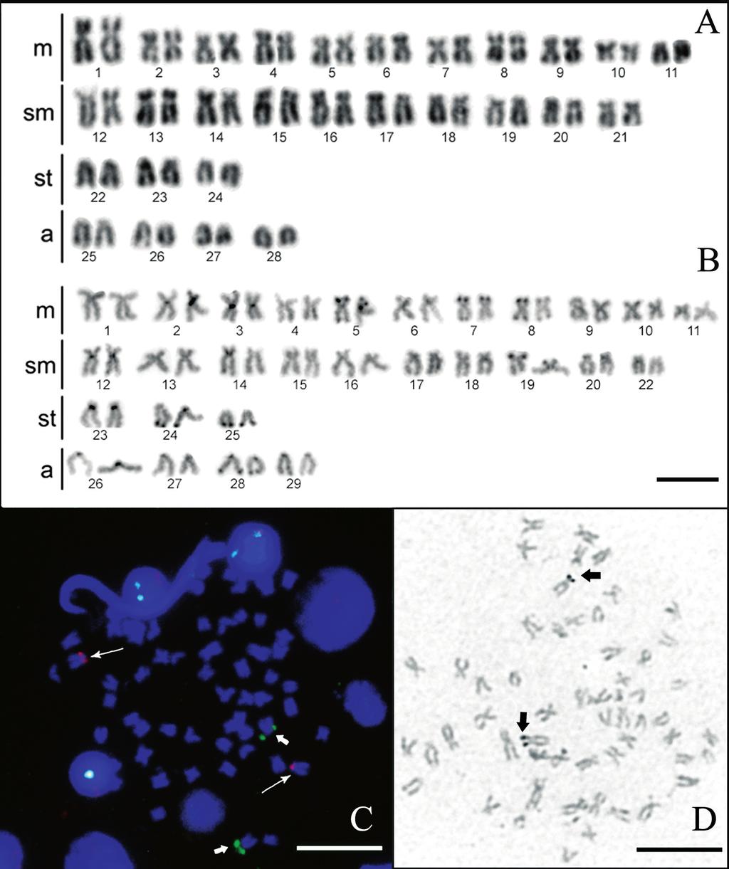 100 Karyotype variability in the family Pimelodidae Fig. 1.