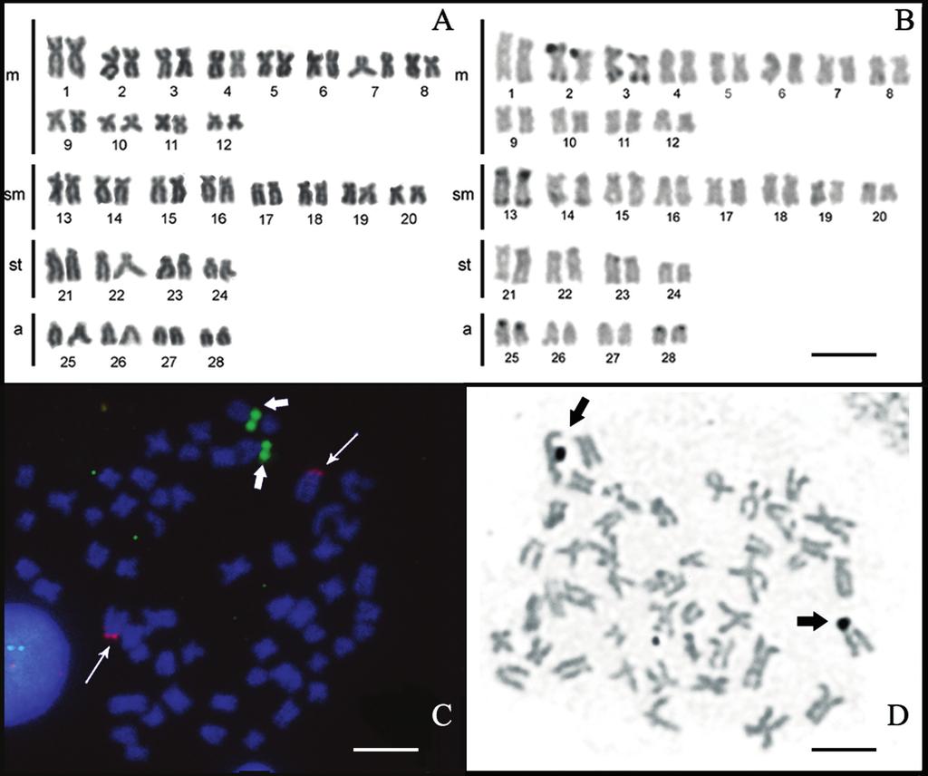 102 Karyotype variability in the family Pimelodidae Fig. 3.