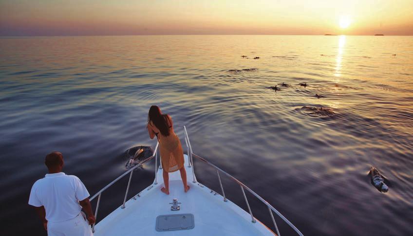 Sunset Dolphin Safari Get ready for one of the most fascinating