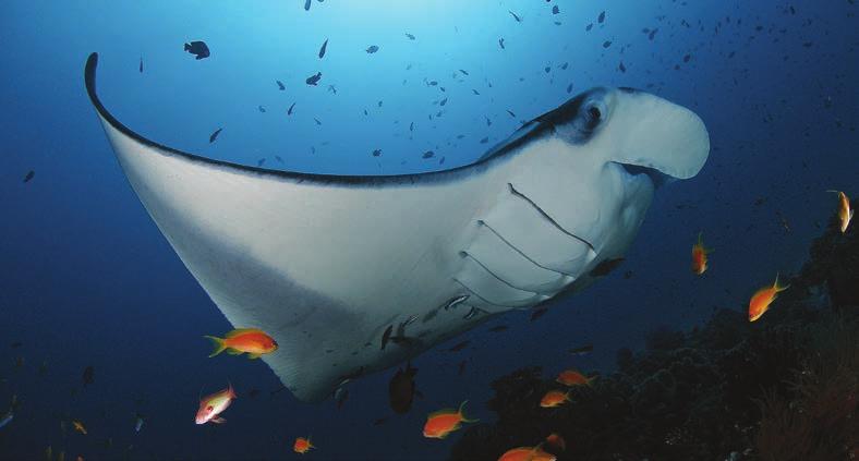 Snorkel with Manta Rays Join us as we search for the enigmatic, graceful, inquisitive and charismatic Manta Rays in the waters of the Baa Atoll.