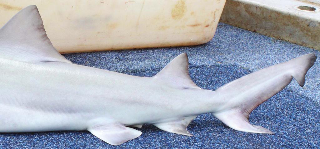 Separating river sharks from Bull Sharks Three sharks occur in northern Australian rivers: