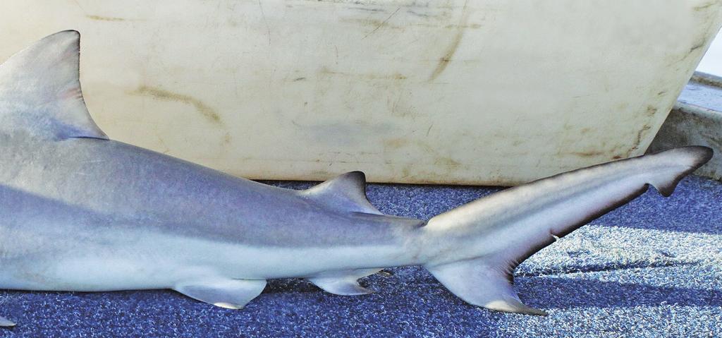 The large, second dorsal fin of river sharks (the height is about three quarters of the height of