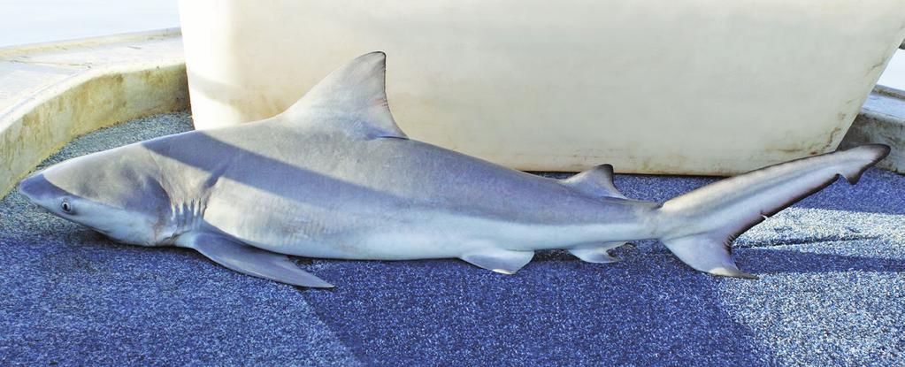 Bull Shark (Carcharhinus leucas) In addition to the relatively small
