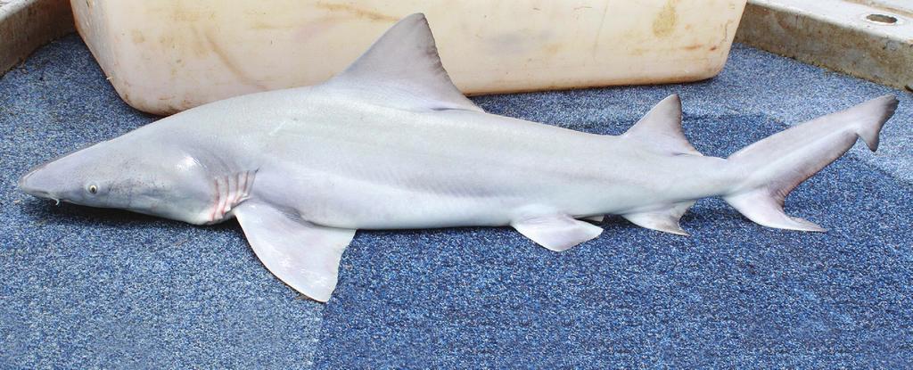 Northern River Shark (Glyphis garricki) The large second