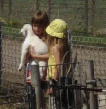 In addition, children in the petting area are unsupervised putting both the young animals and children at risk of injury and disease transmission. Public feeding: Section III. B. 1.