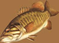 Wisconsin Smallmouth Alliance Preserving and Enhancing Smallmouth Fishing October 2017 Monthly Meetings Wisc. Smallmouth Alliance Meets 3rd Tuesday, 7 p.m. Maple Tree Restaurant, McFarland. Jan.
