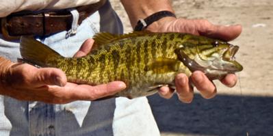 Fishing for Smallmouth Bass in Door County A beautifully patterned Smallmouth Location: Door County is located near the city of Green Bay (WGS84: N44.50630 W88.01491) and is the thumb of Wisconsin.