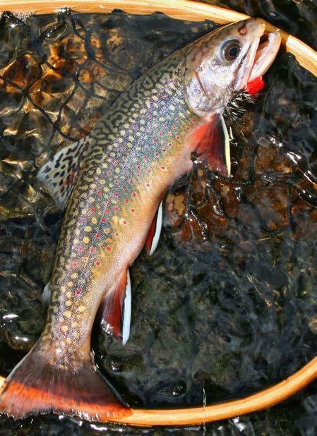 NHFG / VICTOR YOUNG PHOTO RESOURCES FOR ANGLERS Finding southwestern N.H. trout ponds is as simple as looking at the stocking list found on the New Hampshire Fish and Game website, fishnh.com.