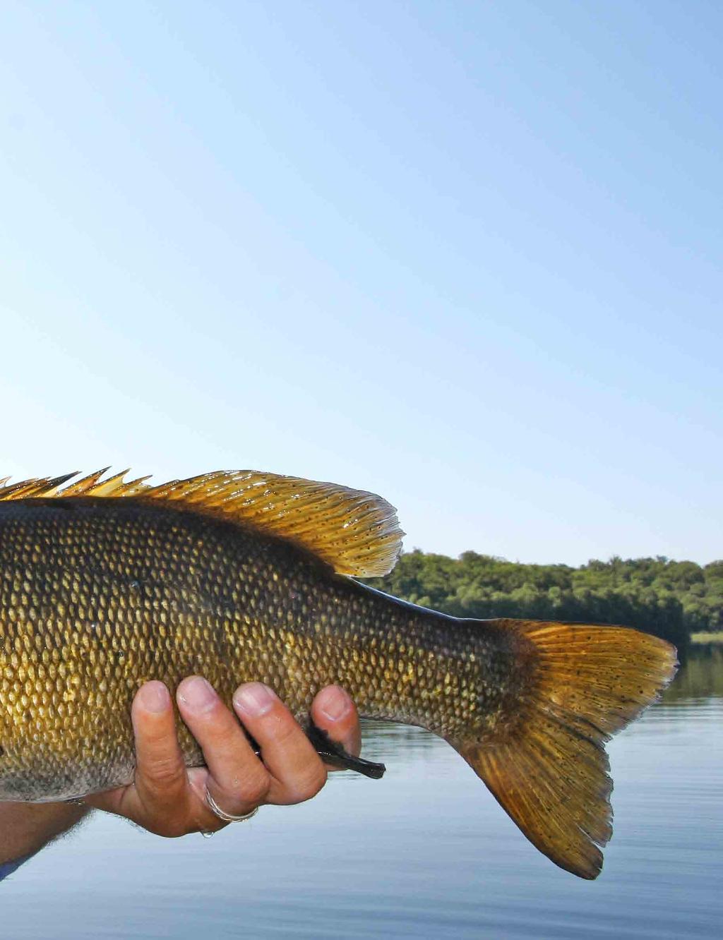 { Techniques for Big Smallmouth and Walleye } Bass take poppers because they imitate many of the creatures bass eat anything from small frogs to insects, anything that moves and seems to be trying to