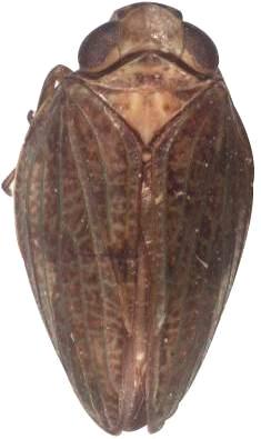 8 9 10 11 12 13 14 15 Figs. 8-15. Thabena spp.; 8-11. dorsal view; 12-15. head, frontal view; 8, 12.