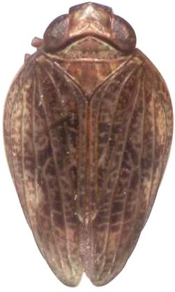 Thabena litaoensis, female. Scale = 1 mm.