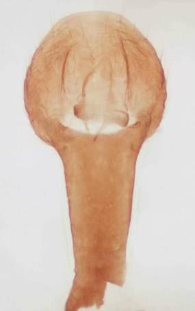same, style, lateral view; 25. same, penis, lateral view. Scale = 1 mm.