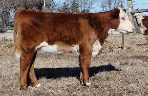 She is a big bodied, sharp fronted Durango daughter that we believe will be a big time show prospect! Consigned by JM Cattle Co.